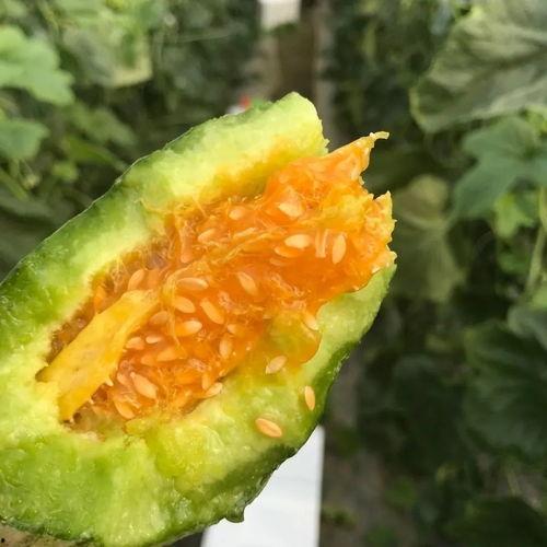 吃瓜网红 图片头像,揭秘吃瓜网红的潮流头像魅力  第3张